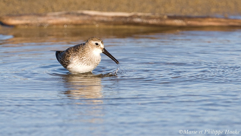 Becasseau variable 0178_wm.jpg - Bécasseau variable - Dunlin - Calidris alpina (Camargue, France, février 2011)